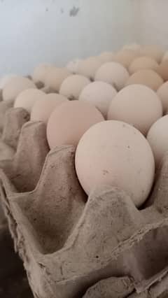 desi egg