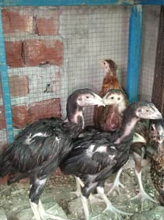 aseel Thai and silky chicks