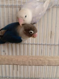 Blue fisher/ albino pastal