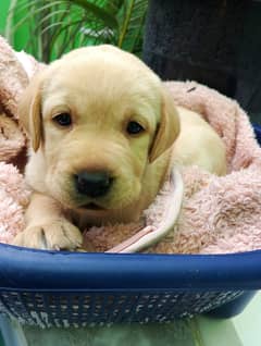 American Labra | Puppies | labrador | Dog | Labra Puppy | Labra Allama