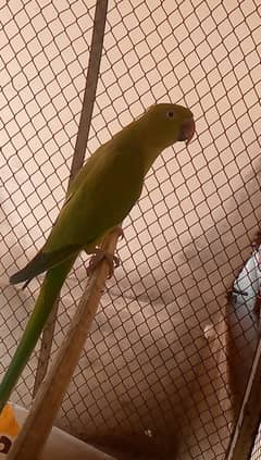 female for sale