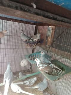 pide dove 03352584871