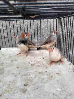 finch