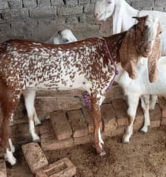 bakra
