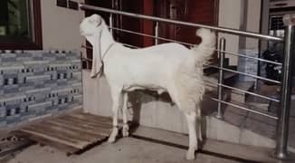Rajanpuri pure breed heavy weight