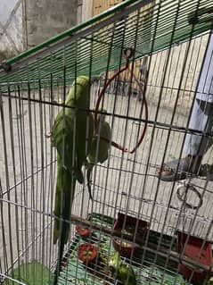 parorots