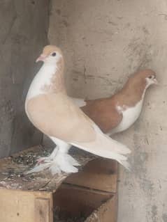 Zakria town Multan