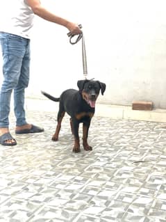 Rottweiler