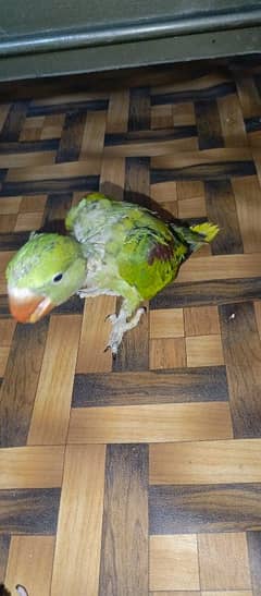 parrots chicks