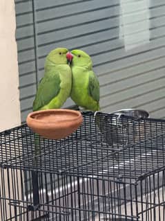 Ringneck For Sale Age 8 months