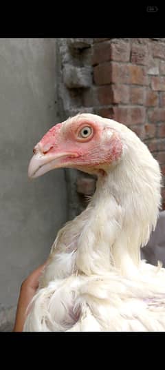 Heera patha Aseel Long Hight long face Aseel Patha White