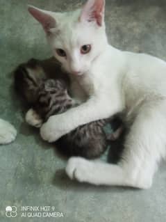 female baby cat