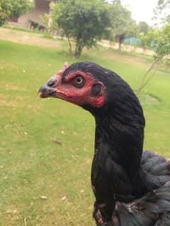 Best Quality Aseel Murgi For sale with 6 chicks