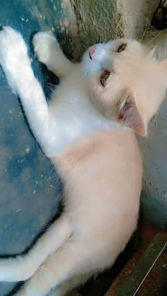 Persian