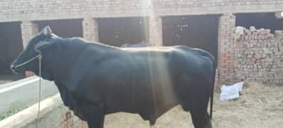 Black Bull full height and weight