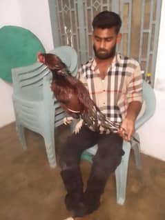 amrha lasni cross aseel
