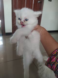 Persian kitten pair