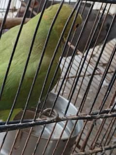 green parrot and one piegon 03266818297 call and whatsap