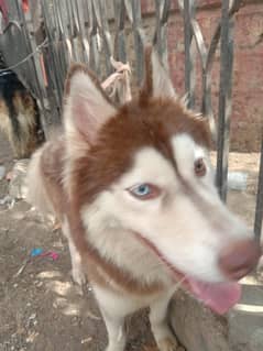 husky female available hy for sale full friendly hai bacchon ke sath