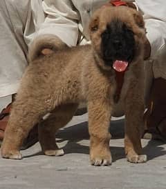 king Turkish kangal male dabal hadi havey bone male security dog for s