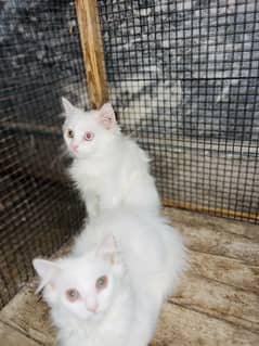 Persion cat 03000030008 contact