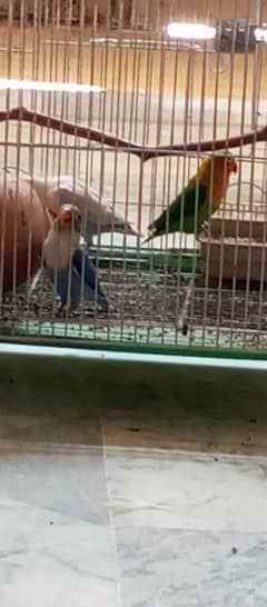 love bird