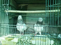 pigeon for sale