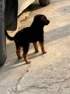 baby German shepherd. good health triple coat full active
