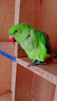 parrot