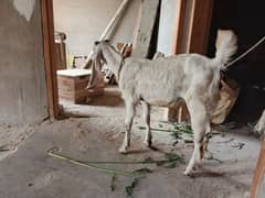 Gulabi
