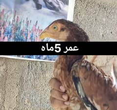 Hera Aseel Margi Murgy