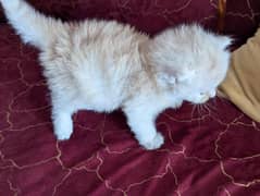 7 kitten hai dolface ha Persian kitten
