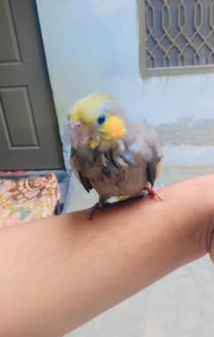 cocktail parrot hand tame