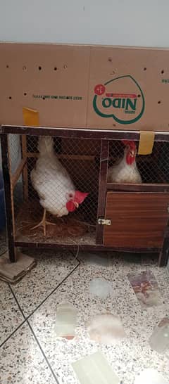 sale white leghorn hen pair