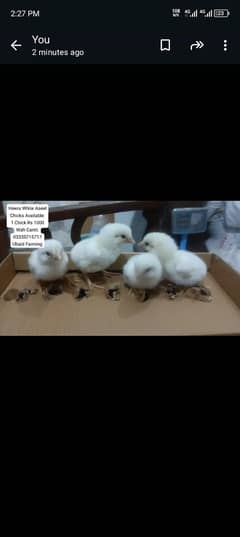 Heera chicks for sale age 3 days paper white guarantee 03185022657