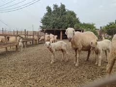 Mundri
