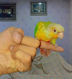 hand