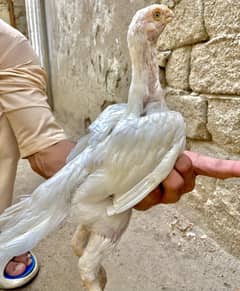 parrot beak long tail