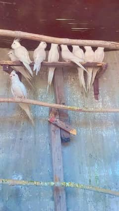 5 pair hai