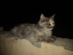 Siberian cat for sale 8k