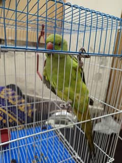 House Pet(Female Parrot)