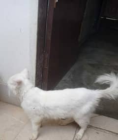 pure Persian cat urgent sale