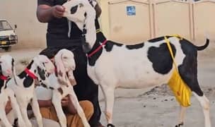 3 Bacchon Ka Sath Desi Bakri For Sale (Call "_03487390292)