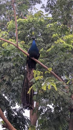 Indian bule shoulder breeder peacock for sale