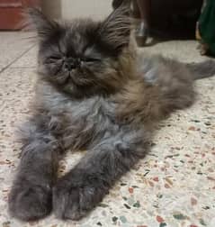 piki face female kiten