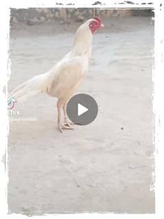 White heera aseel jora