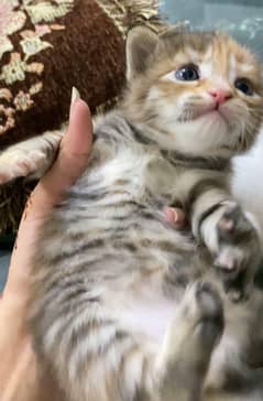 kittens Persian
