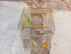 GREEN BREEDER PAIR EXCELLENT, HEALTHY, AND ACTIVE