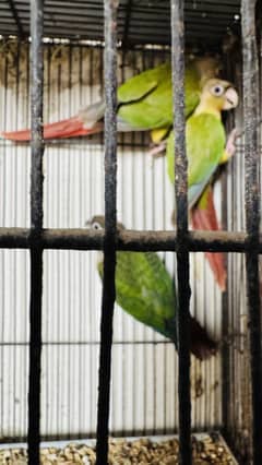 Conure