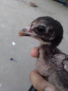 Aseel jawa chicks